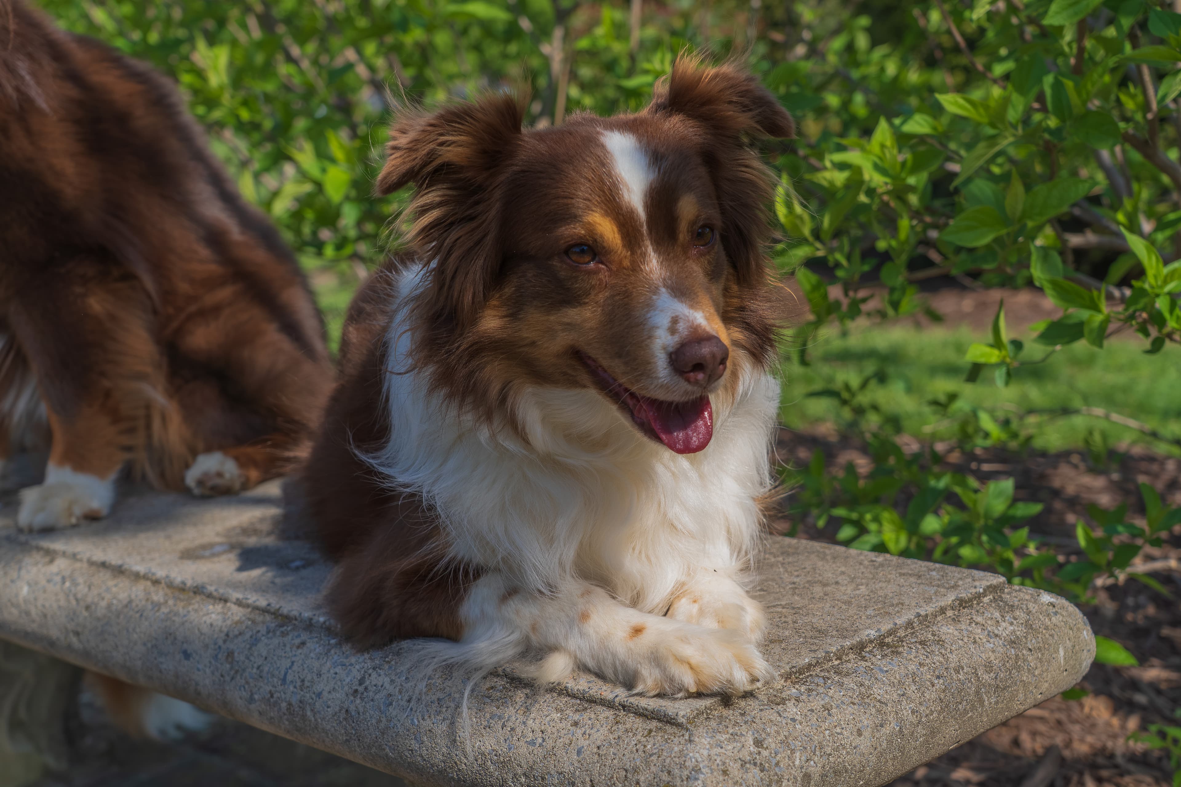 A calm, well-trained dog resting in golden evening light.